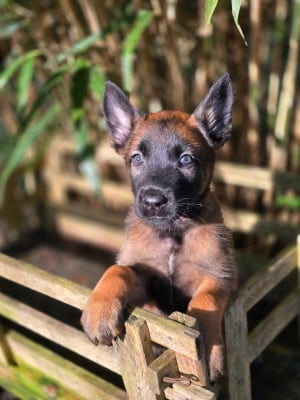 Les chiots de Berger Belge