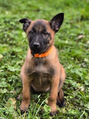 Les chiots de Berger Belge