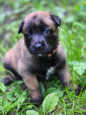Les chiots de Berger Belge