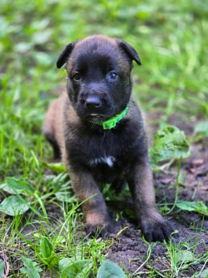 Les chiots de Berger Belge