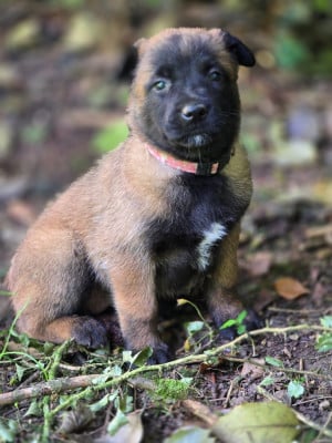 Les chiots de Berger Belge