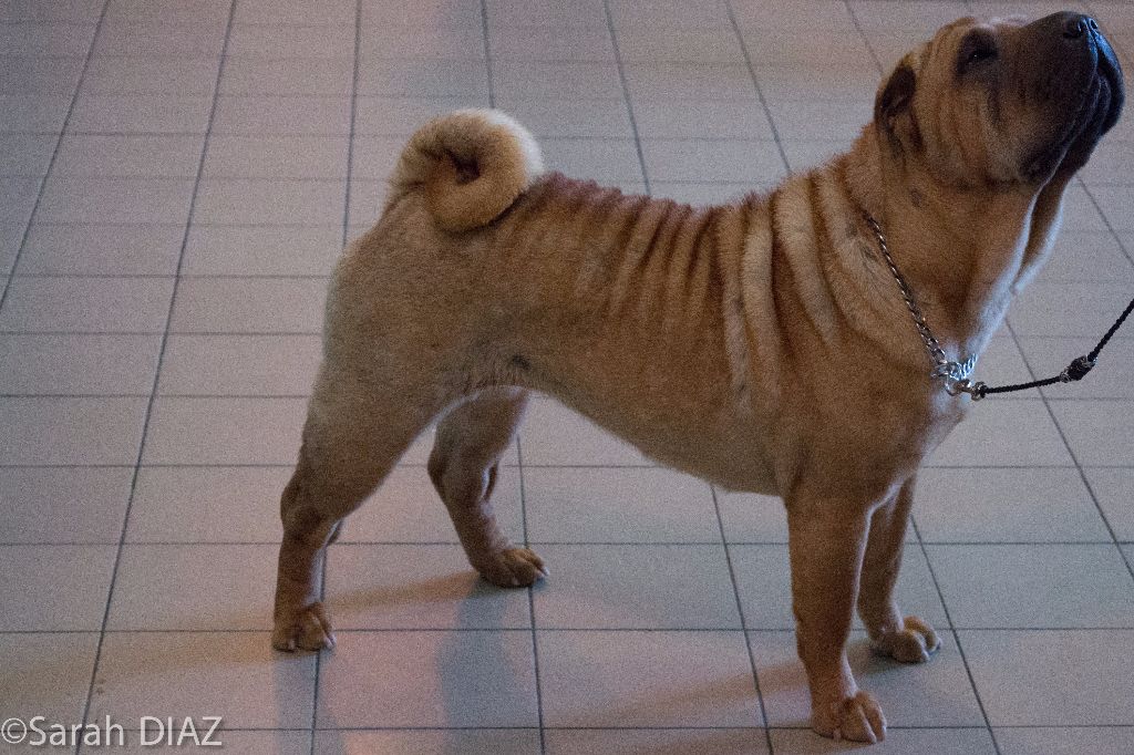 CH. Miss-dior Des senteurs d'opium - Classe Intermèdiaire Femelles: 2éme EXCELLENTE