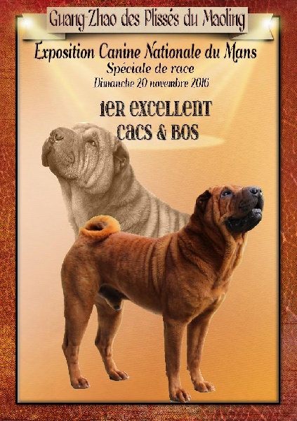 CH. Guang-zhao Des Plissés Du Maoling - Classe ouverte mâles: 1er EXCELLENT CACS & BOS
