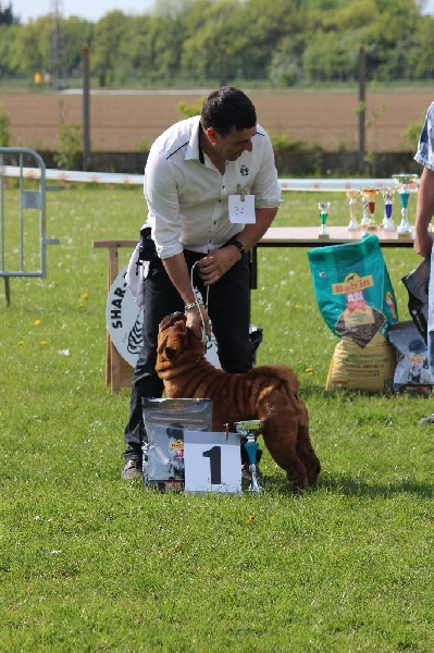 Dinastiya gold king fire - classe ouverte femelles: 1ére EXCELLENTE