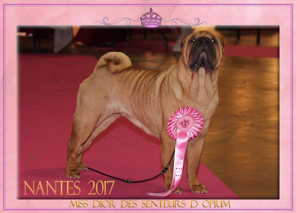 CH. Miss-dior Des senteurs d'opium - Classe Intermèdiaire Femelles: 1ére EXCELLENTE & R-CACS