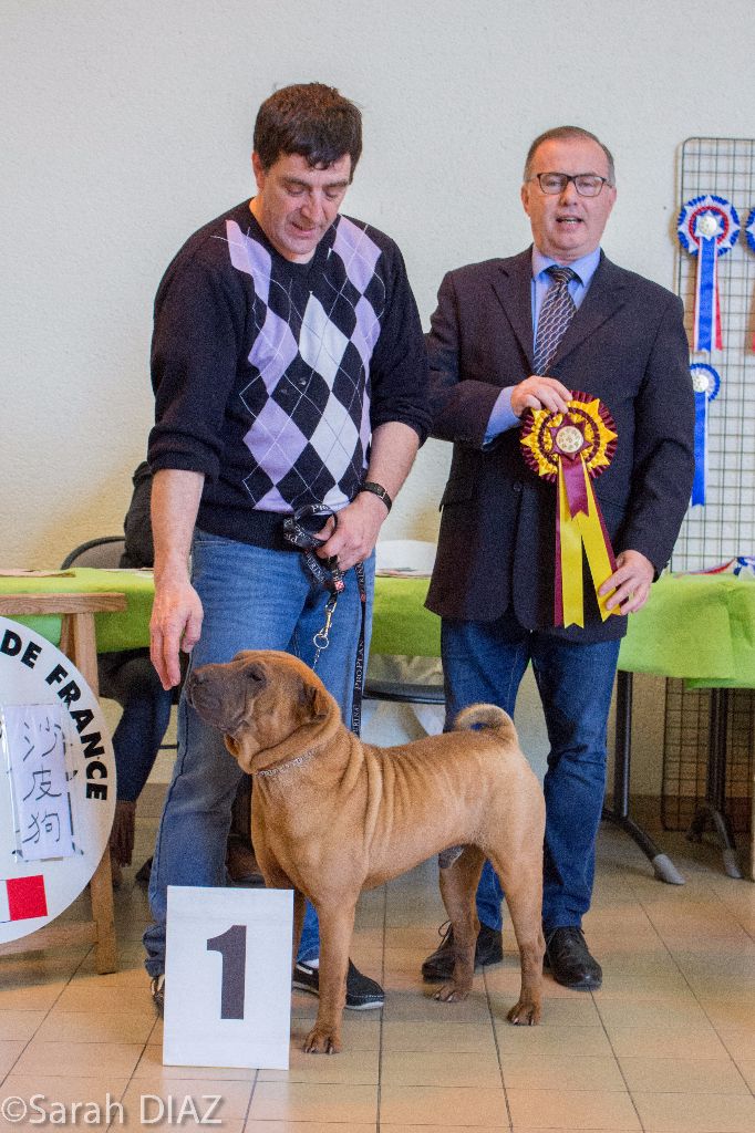 Ilton Des Plissés Du Maoling - Classe Ouverte Mâles: 1er EXCELLENT