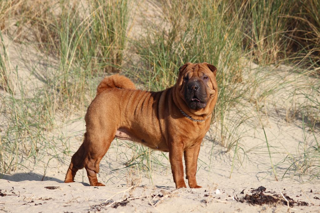 Dinastiya gold king fire - Classe Ouverte Femelles: 1ére EXCELLENTE CACS & BOS