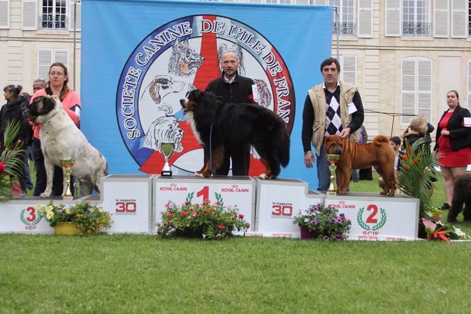 CH. Guang-zhao Des Plissés Du Maoling - Classe Champion Mâles: 1er EXCELLENT & BOB & 2ème DU GROUPE 2