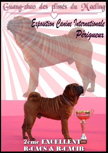 CH. Guang-zhao Des Plissés Du Maoling - classe ouverte mâles: 2éme EXCELLENT R-CACS & R-CACIB