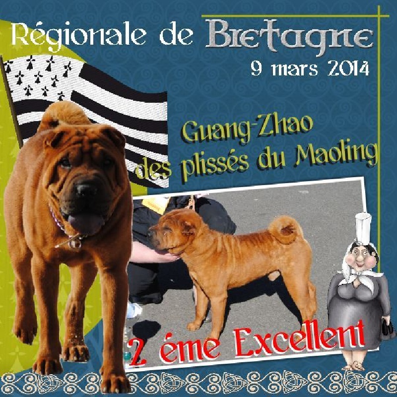 CH. Guang-zhao Des Plissés Du Maoling - classe ouverte mâles: 2éme EXCELLENT