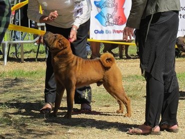 CH. Guang-zhao Des Plissés Du Maoling - Classe Intermédiaire Mâles : 1er EXCELLENT / MEILLEUR MÂLE & MEILLEUR DE RACE