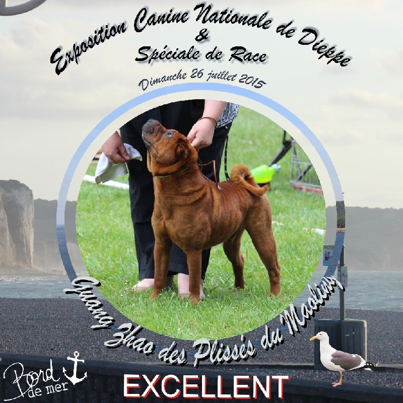 CH. Guang-zhao Des Plissés Du Maoling - Classe ouverte mâles: EXCELLENT