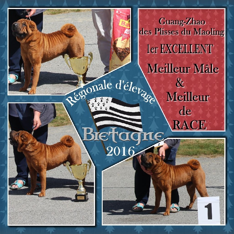 CH. Guang-zhao Des Plissés Du Maoling - Classe ouverte mâles: 1er EXCELLENT & MEILLEUR DE RACE