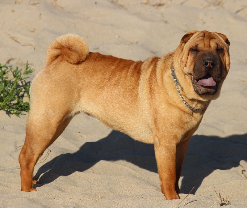 CH. Miss-dior Des senteurs d'opium - Classe jeune femelles: 2éme EXCELLENTE