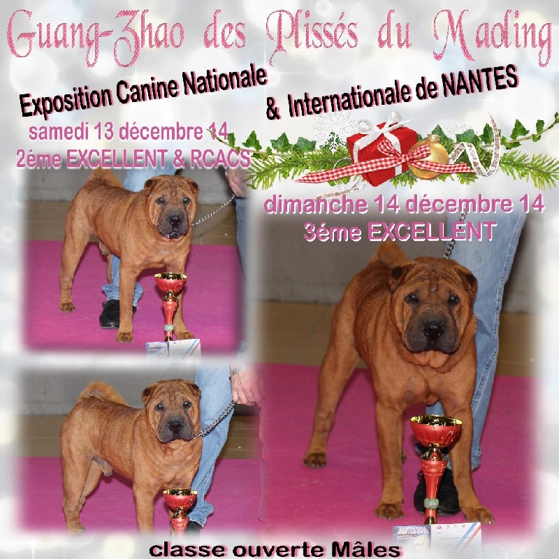 CH. Guang-zhao Des Plissés Du Maoling - Classe ouverte mâles : 3éme EXCELLENT