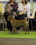 CH. Emma-lou de l'ère du scorpion - classe intermédiaire femelles: Excellent