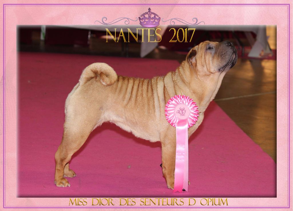 CH. Miss-dior Des senteurs d'opium - Classe Intermèdiaire Femelles: 1ére EXCELLENTE CACS & BOB