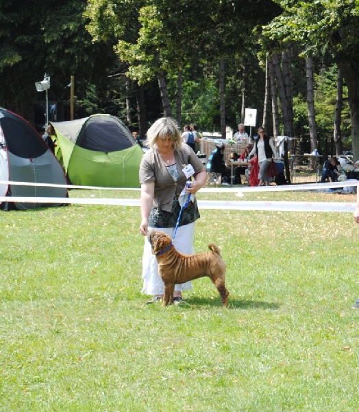CH. Emma-lou de l'ère du scorpion - classe ouverte femelles: 4 éme Excellente