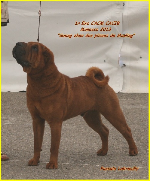 CH. Guang-zhao Des Plissés Du Maoling - Classe Intermédiaire Mâles : 1 er Excellent CACM & CACIB