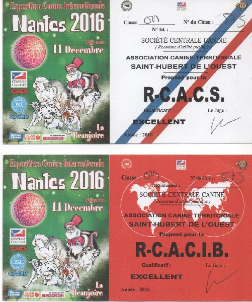 CH. Guang-zhao Des Plissés Du Maoling - classe ouverte mâles: 2 éme EXCELLENT R-CACS & R-CACIB