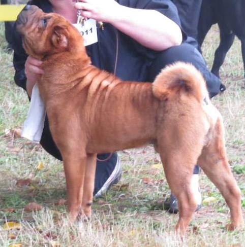 CH. Guang-zhao Des Plissés Du Maoling - classe ouverte mâles : 4 éme EXCELLENT