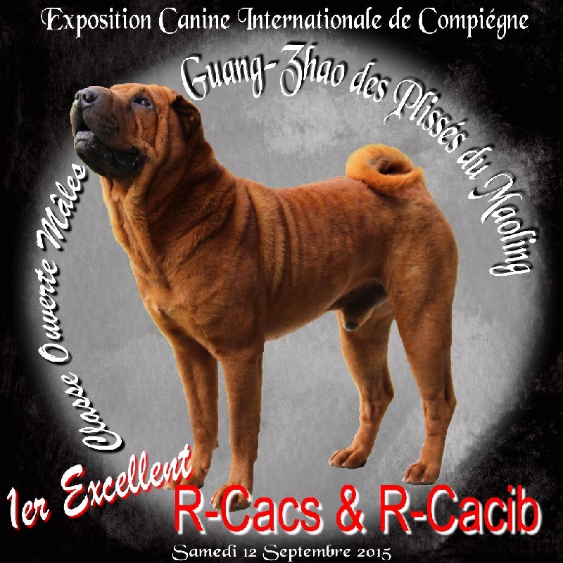 CH. Guang-zhao Des Plissés Du Maoling - classe ouverte mâles: 1er EXCELLENT R-CACIB & R-CACS