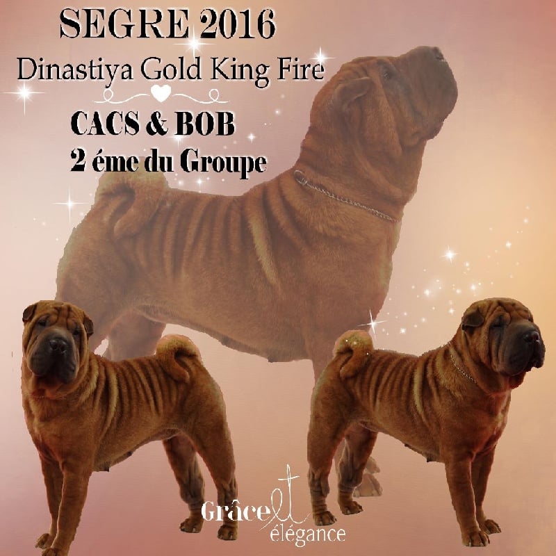 Dinastiya gold king fire - Classe ouverte femelles: 1ére EXCELLENTE CACS & BOB 2 éme du GROUPE 2