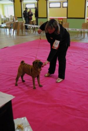 CH. Emma-lou de l'ère du scorpion - 2éme Trés Prometeur (en classe baby femelle)