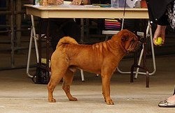 CH. Guang-zhao Des Plissés Du Maoling - classe intermédiaire mâles: 1er EXCELLENT CACS