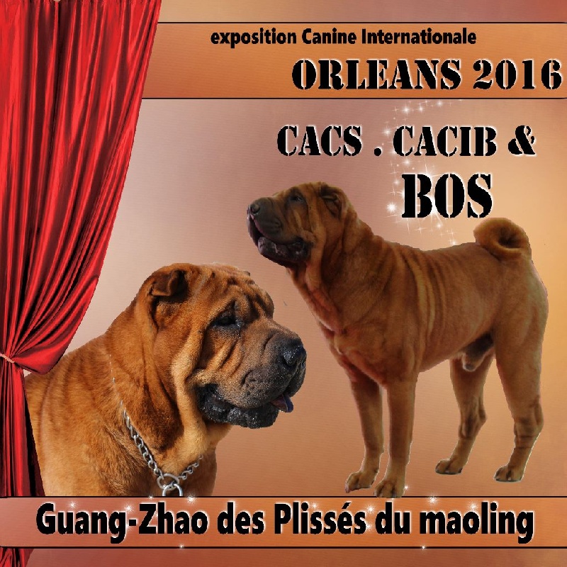 CH. Guang-zhao Des Plissés Du Maoling - Classe ouverte mâles: 1er EXCELLENT CACS & CACIB & BOS