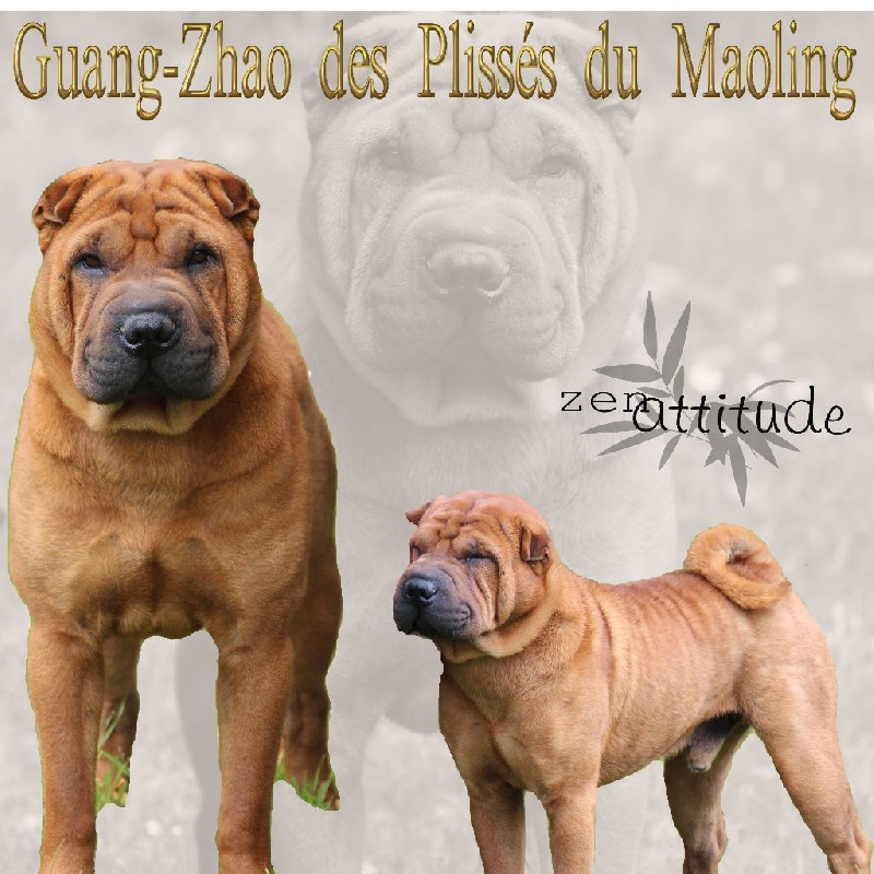 CH. Guang-zhao Des Plissés Du Maoling - Classe ouverte mâles : 2éme EXCELLENT