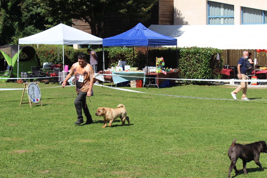 CH. Miss-dior Des senteurs d'opium - Classe champion femelles: 2éme EXCELLENT