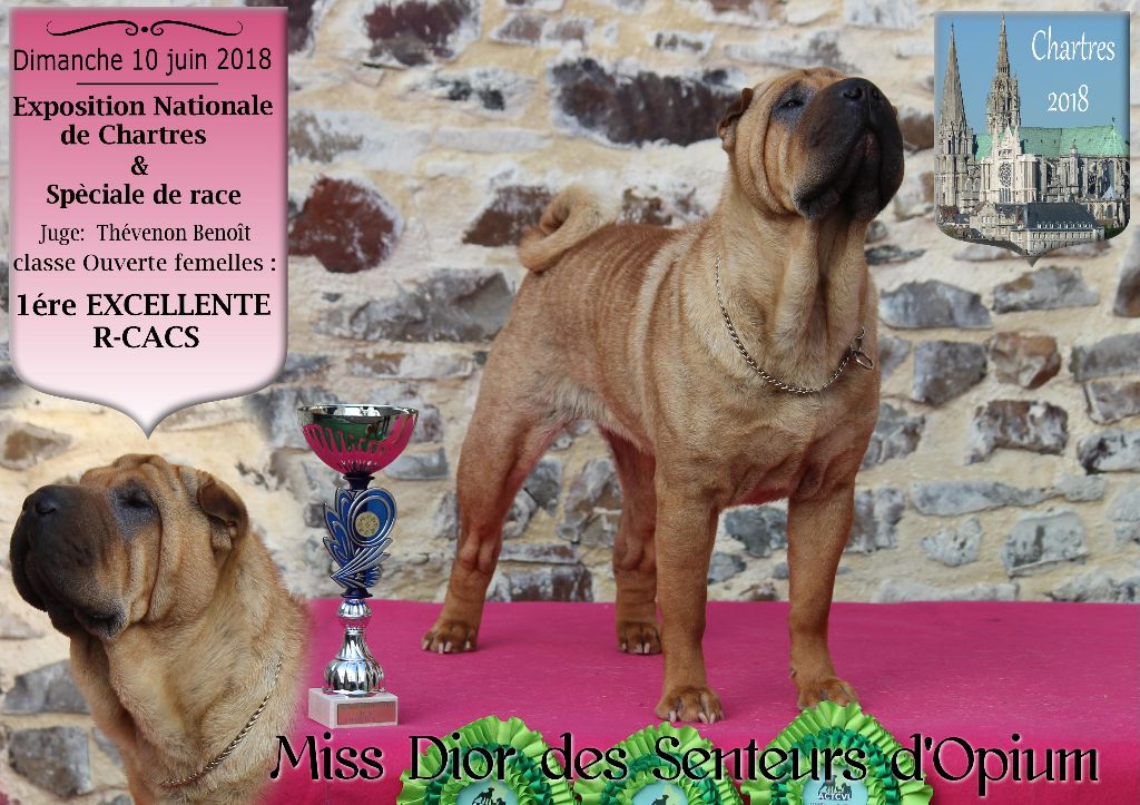 CH. Miss-dior Des senteurs d'opium - classe ouverte femelles: 1ére EXCELLENTE R-CACS