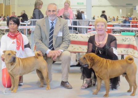 CH. Guang-zhao Des Plissés Du Maoling - classe Intermédiaire mâles : 1er Excellent CACS & CACIB