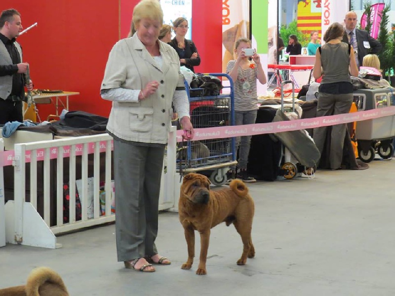 CH. Guang-zhao Des Plissés Du Maoling - Classe Intermédiaire mâles : 1 er EXCELLENT