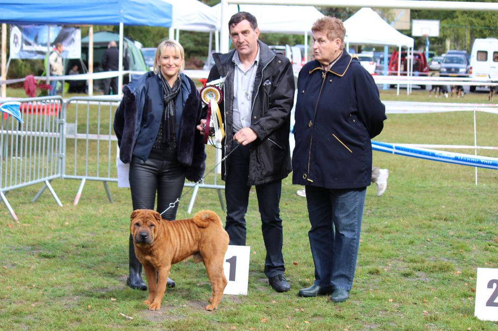 CH. Guang-zhao Des Plissés Du Maoling - Classe Champion Mâles: 1er EXCELLENT