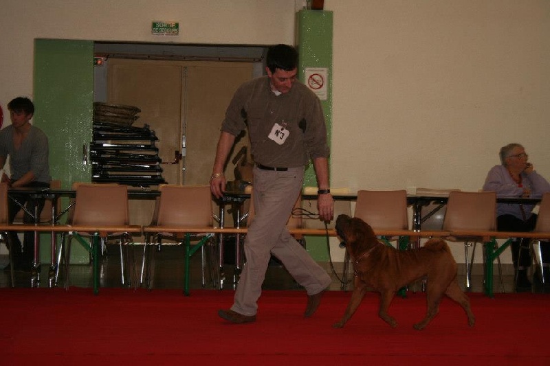 CH. Guang-zhao Des Plissés Du Maoling - classe intermédiaire mâles: 1 er Excellent