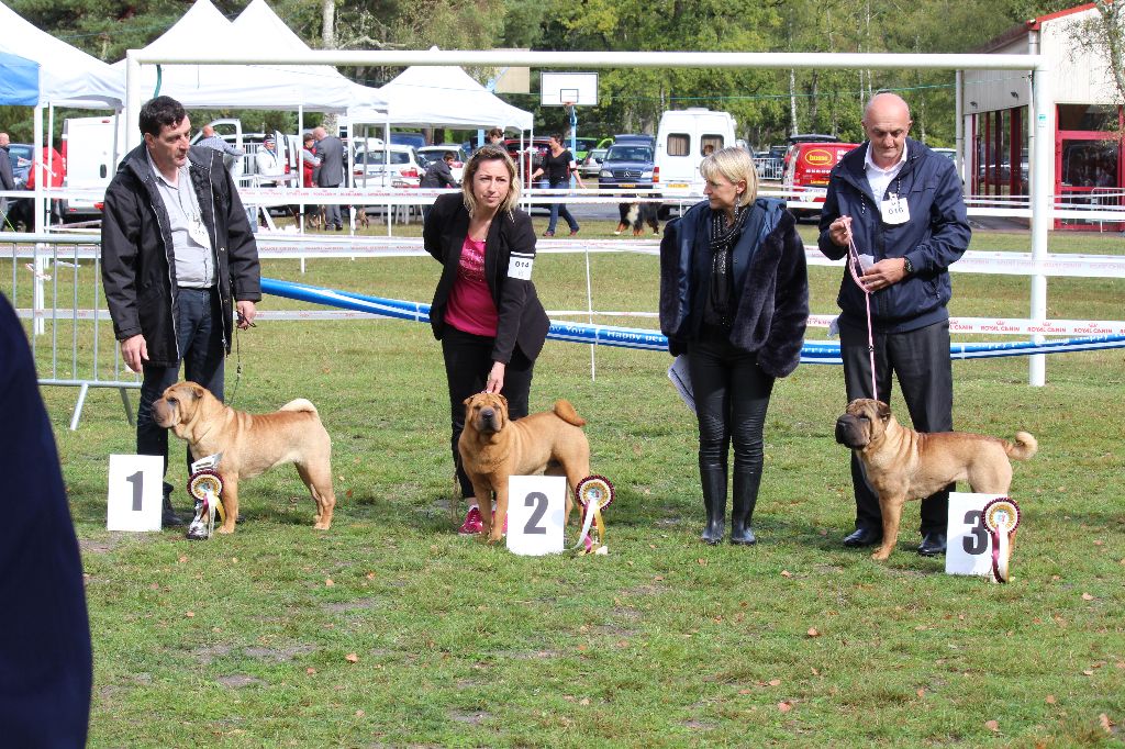 CH. Miss-dior Des senteurs d'opium - Classe Intermèdiaire Femelles: 1ére EXCELLENTE