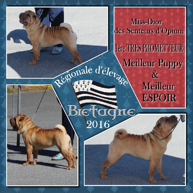CH. Miss-dior Des senteurs d'opium - Classe puppy femelles: 1ére TRES PROMETTEUR & BEST PUPPY & MEILLEUR ESPOIR