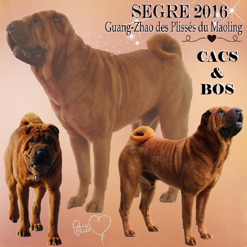 CH. Guang-zhao Des Plissés Du Maoling - Classe ouverte mâles: 1er EXCELLENT CACS & BOS