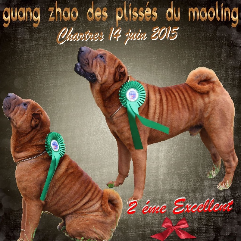 CH. Guang-zhao Des Plissés Du Maoling - Classe ouverte mâles : 2éme EXCELLENT