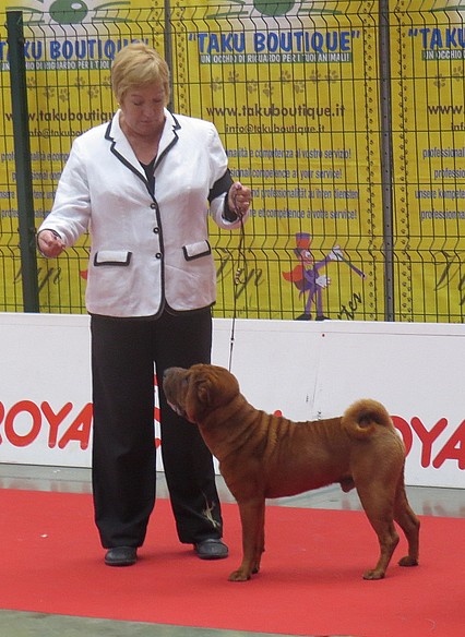 CH. Guang-zhao Des Plissés Du Maoling - Classe intermédiaire mâles: 1er Excellent RCACS &RCACIB