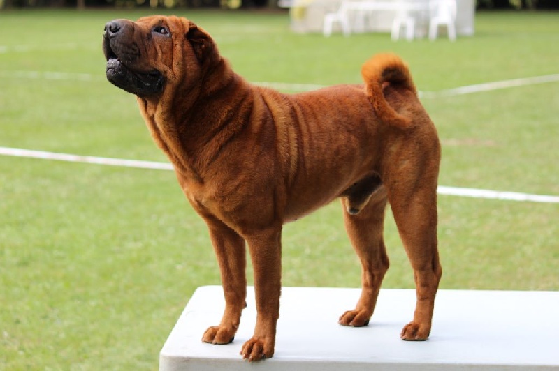 CH. Guang-zhao Des Plissés Du Maoling - classe ouverte mâles: 3 éme EXCELLENT