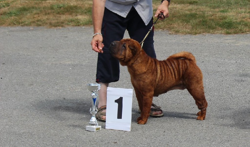 Dinastiya gold king fire - Classe ouverte femelles: 1ére EXCELLENTE