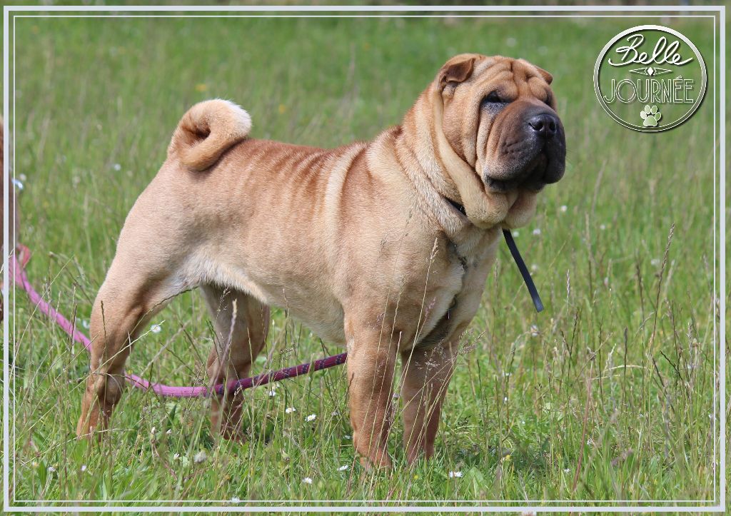 CH. Miss-dior Des senteurs d'opium - Classe champion femelles: 1ére Excellente