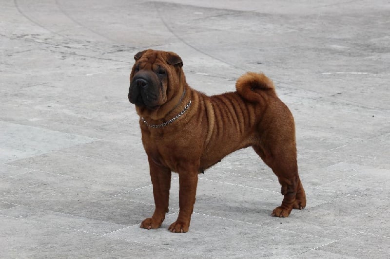 Dinastiya gold king fire - Classe ouverte femelles: EXCELLENTE (non classé)