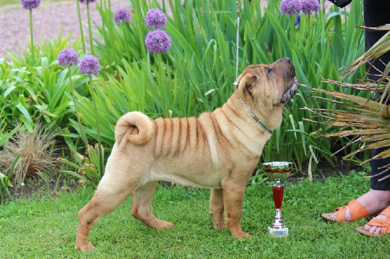 CH. Miss-dior Des senteurs d'opium - classe baby femelles: Très Prometteur