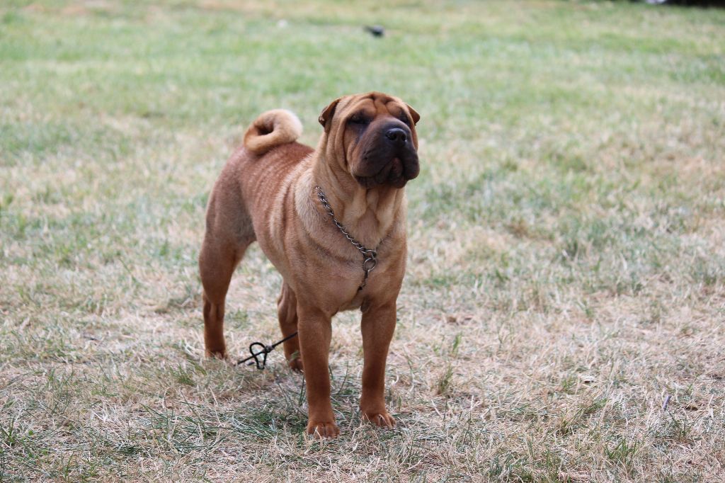 CH. Miss-dior Des senteurs d'opium - Classe Intermèdiaire Femelles: 1ére EXCELLENTE