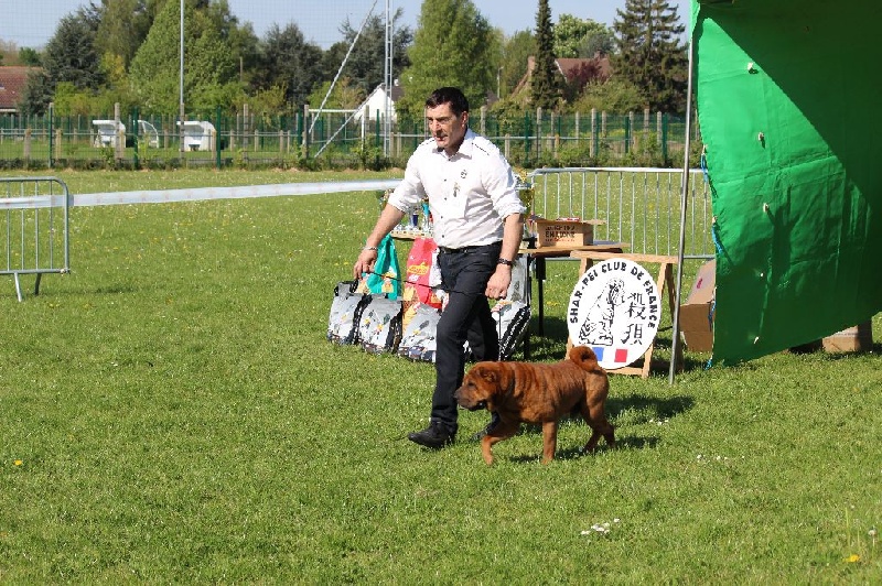 CH. Guang-zhao Des Plissés Du Maoling - classe ouverte mâles: 2 éme EXCELLENT