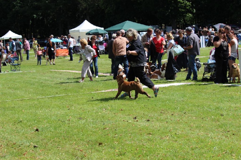 CH. Emma-lou de l'ère du scorpion - Classe Champion femelles: 1ére EXCELLENTE & MEILLEUR DE RACE